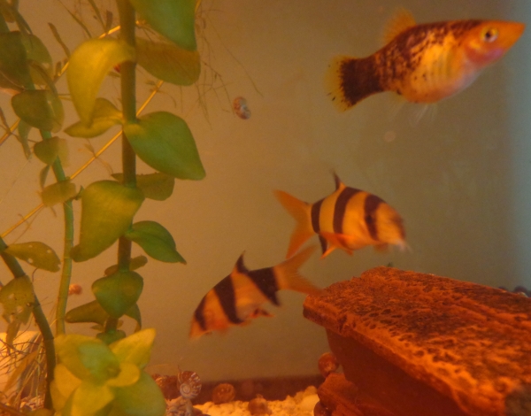 Platy und Prachtschmerlen