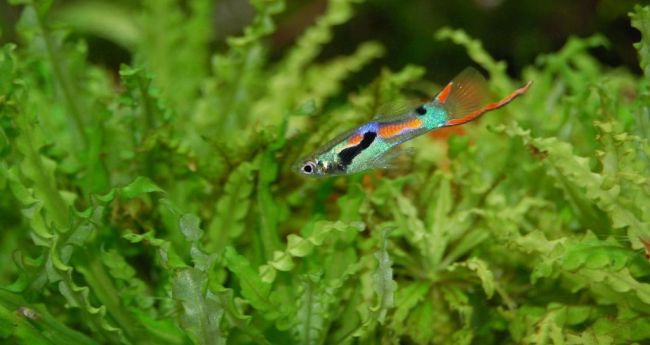 Süßwasseraquarium