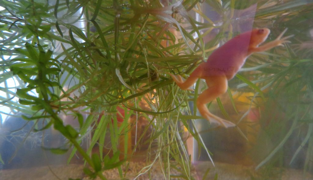 Krallenfrosch