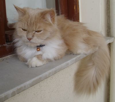 Langhaarkatze