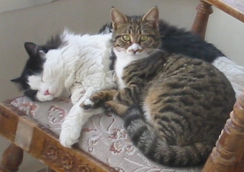 Befreundete Katzen