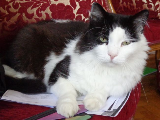 Kater Felix