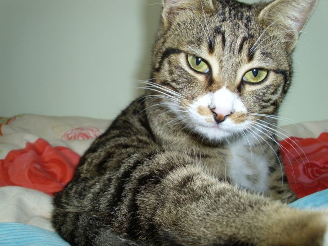 Katze Carla als junge Katze