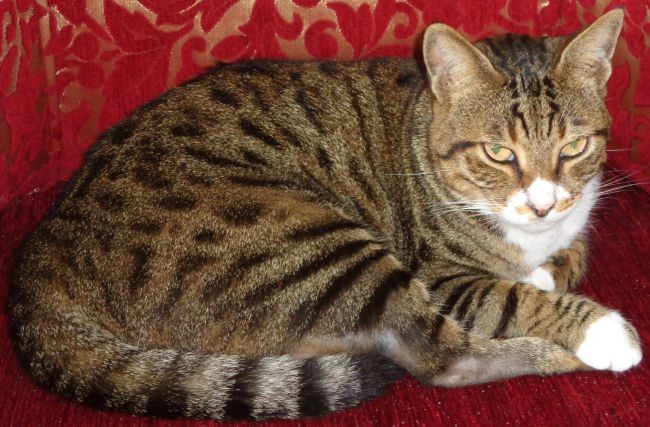 Katze Carla