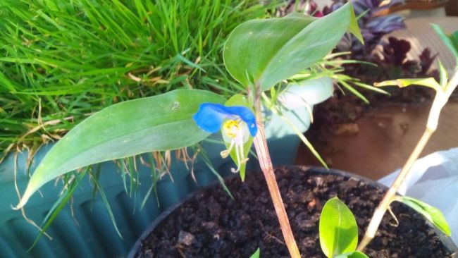 Tagblume (Commelina communis)