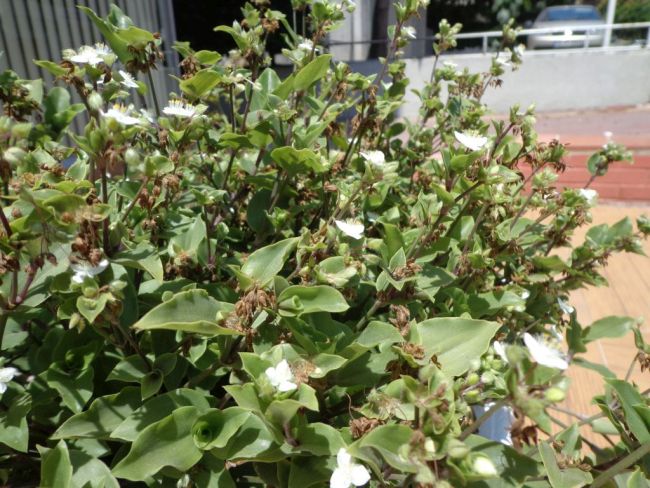 Tradescantia fluminensis in Istanbul