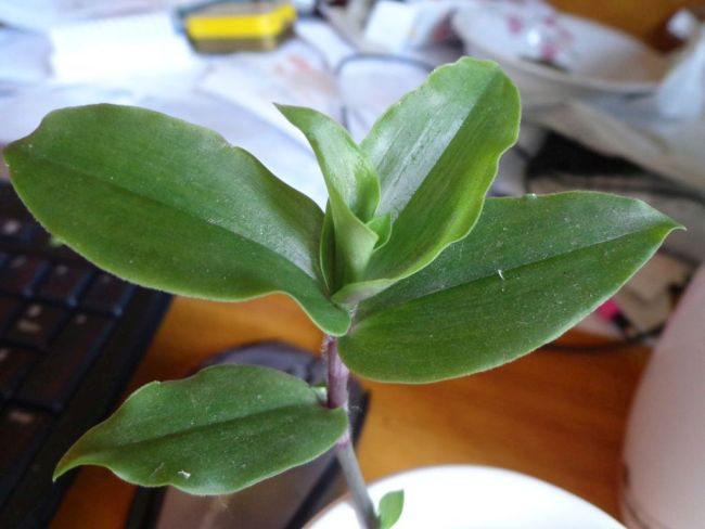 Tradescantia fluminensis