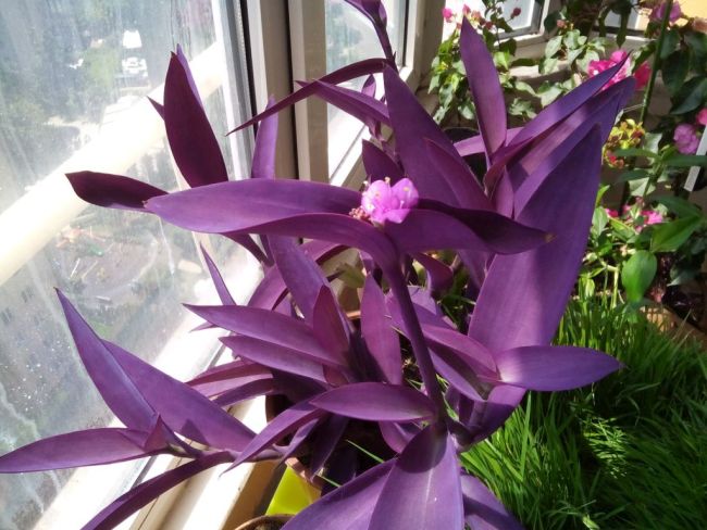 Mexikanische Dreimasterblume (Tradescantia pallida)
