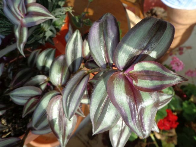 Tradescantia zebrina nah