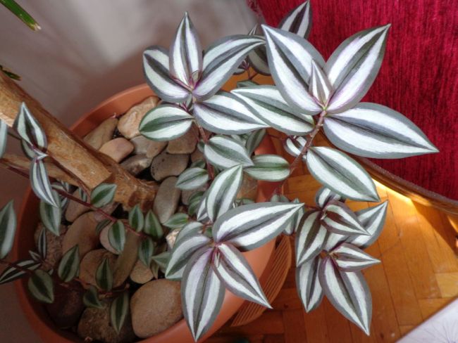 Zebra-Ampelkraut (Tradescantia zebrina)